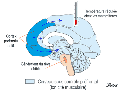 Human brain during wakefulness.