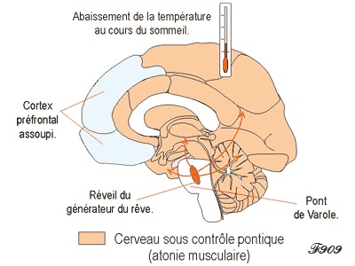 Human brain during REM sleep.