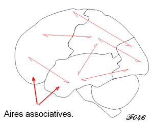 La conscience dans le cerveau