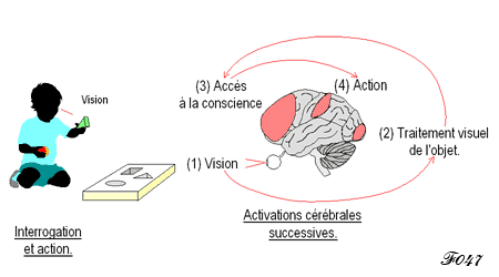 L'accès à la conscience dans le cerveau