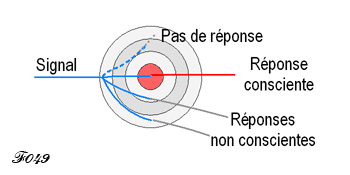 Réponse consciente dans le cerveau