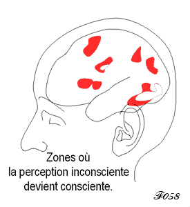 cerveau : aires de la perception consciente