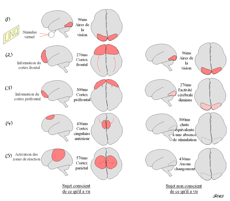 progression des stimuli conscients dans le cerveau