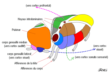 thalamus et signaux sensoriels