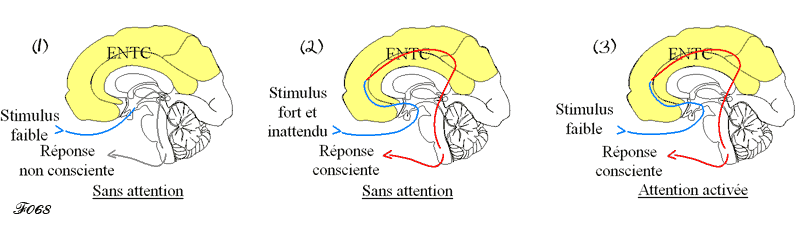 espace neuronal de travail conscient et attention