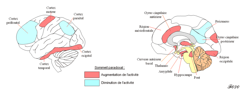 activité du cerveau durant l'éveil et au cours du sommeil paradoxal