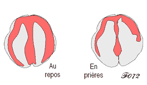 activité cérébrale durant la méditation