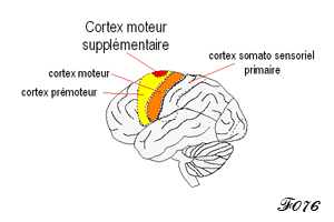 cortex moteur supplémentaire