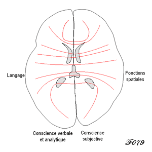 langage et fonctions spatiales dans le cerveau
