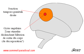 jonction temporo-pariétale et sensation de cécorporation