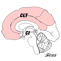 cerveau et conscience à long terme