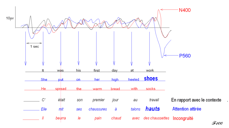 sens des mots et réactions cérébrales, onde N400