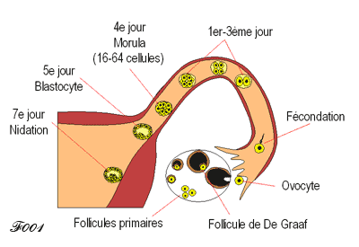 migration de l'ovocyte durant les sept premiers jours