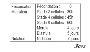 fecondation de l'embryon