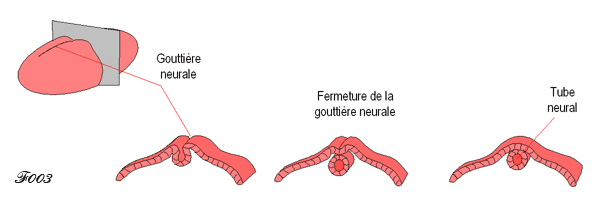 embryo formation of the neural tube