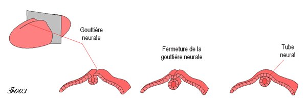 embryon formation du tube neural