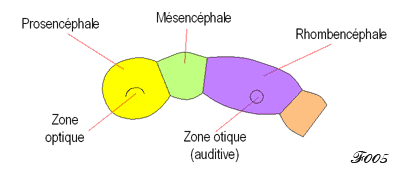 brain : 3 primary vesicles