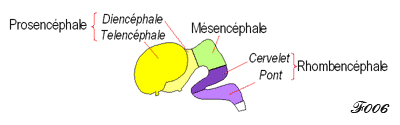 brain : 5 secondary vesicles