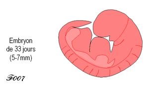 embryon de 33 jours
