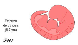 33 day old embryo