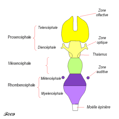 cerveau : 5 vesicules secondaires