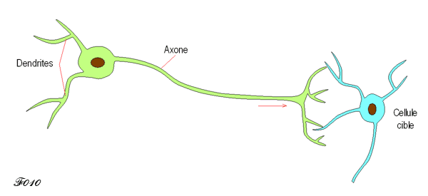 axones : développement de l'axone et des dendrites