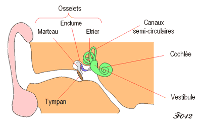 oreille interne