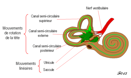 ear: vestibular system