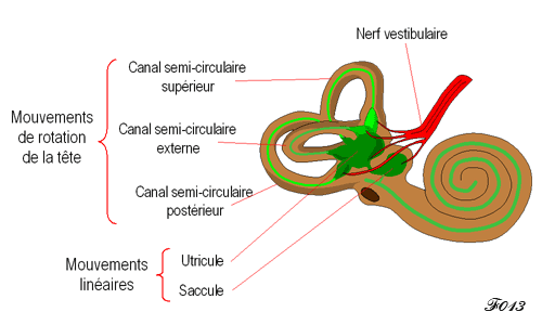 oreille : système vestibulaire