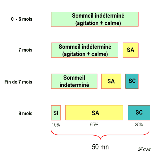 les phases du sommeil chez le foetus