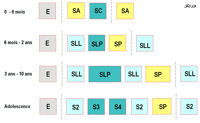 phases du sommeil lent et du sommeil paradoxal chez l'enfant