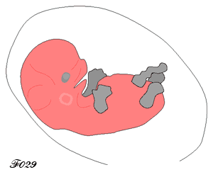 foetus de 2 mois