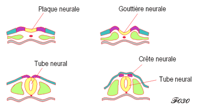 cellules précurseurs et gouttiere neurale chez l'embryon