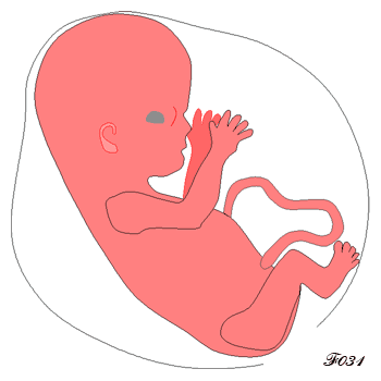 6 month old fetus