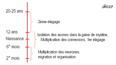 embryology : chronology of the multiplication and pruning of neurons