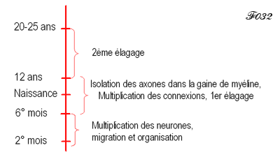 embryologie : chronologie de la multiplication et de l'elagage des neurones