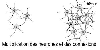 brain: multiplication of neurons and connections