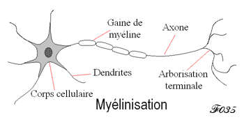 myélinisation des axones