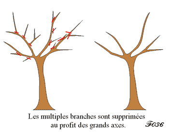 elagage d'un arbre