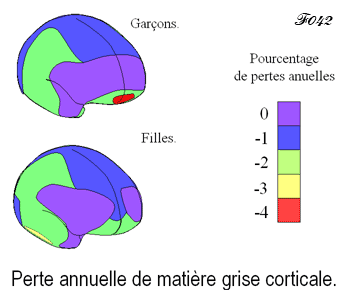 brain: percentage loss of neurons