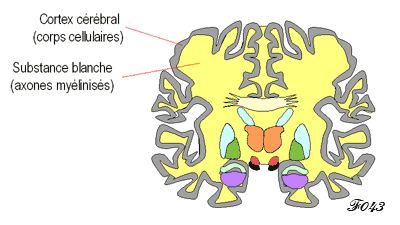 coupe frontale du cerveau : repartition de la substance blanche