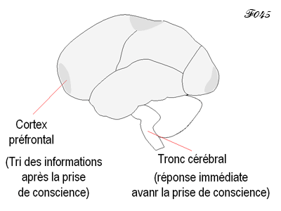 cerveau : maturation du cortex