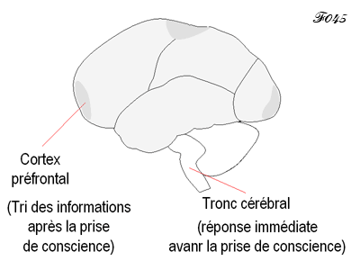 brain: maturation of the cortex