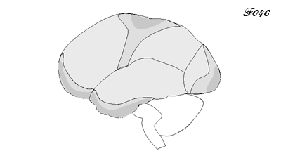 brain: maturation of the cortex