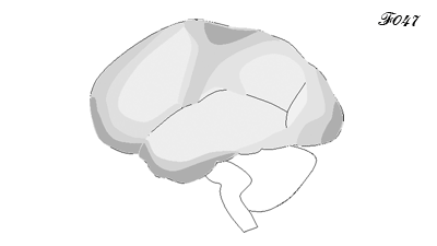 cerveau : maturation du cortex