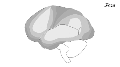 brain: maturation of the cortex