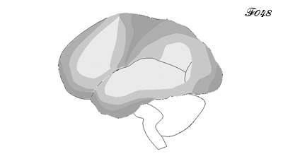 cerveau : maturation du cortex