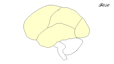 brain: myelin development