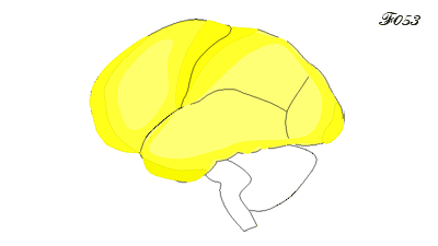 brain: myelin development