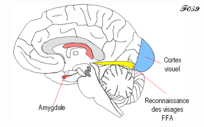 Baby: fusiform gyrus and face recognition